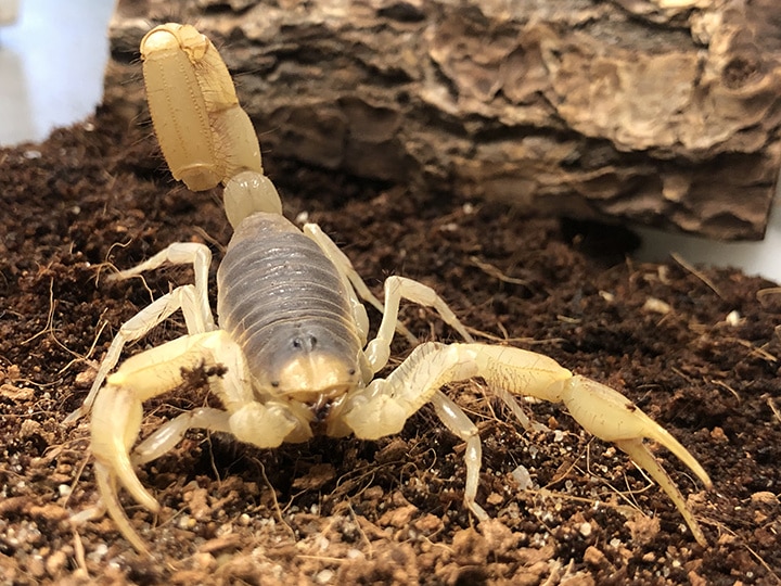 Scorpion crawling across dirt.